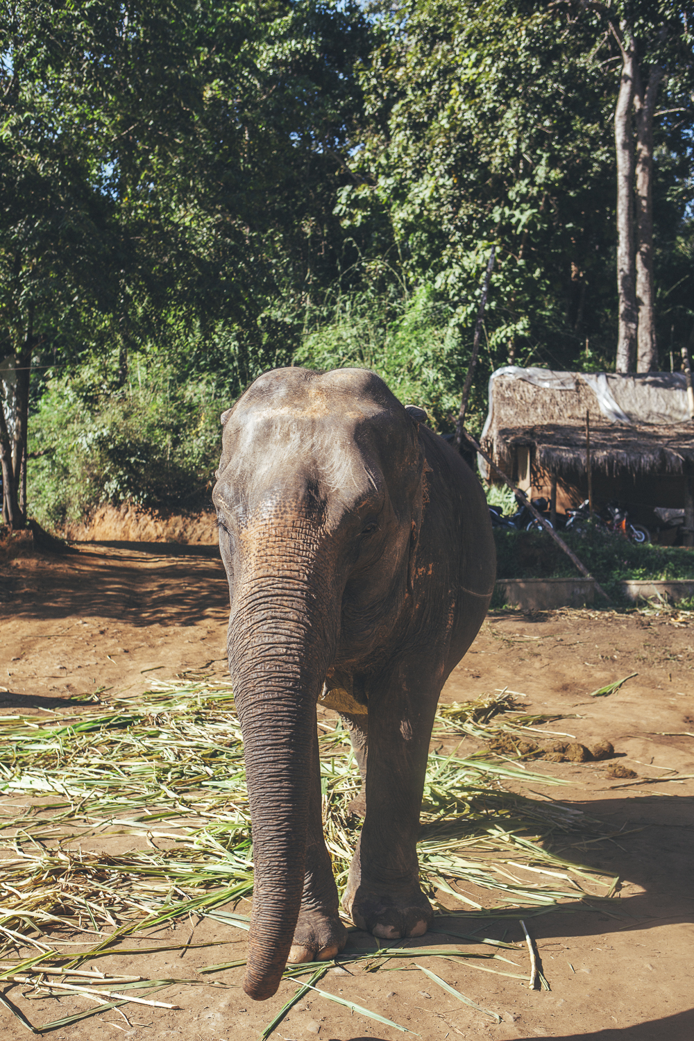 Elephant-Sanctuary-Chinag-Mai_-3 A day well spent at the Elephant Sanctuary Chiang Mai