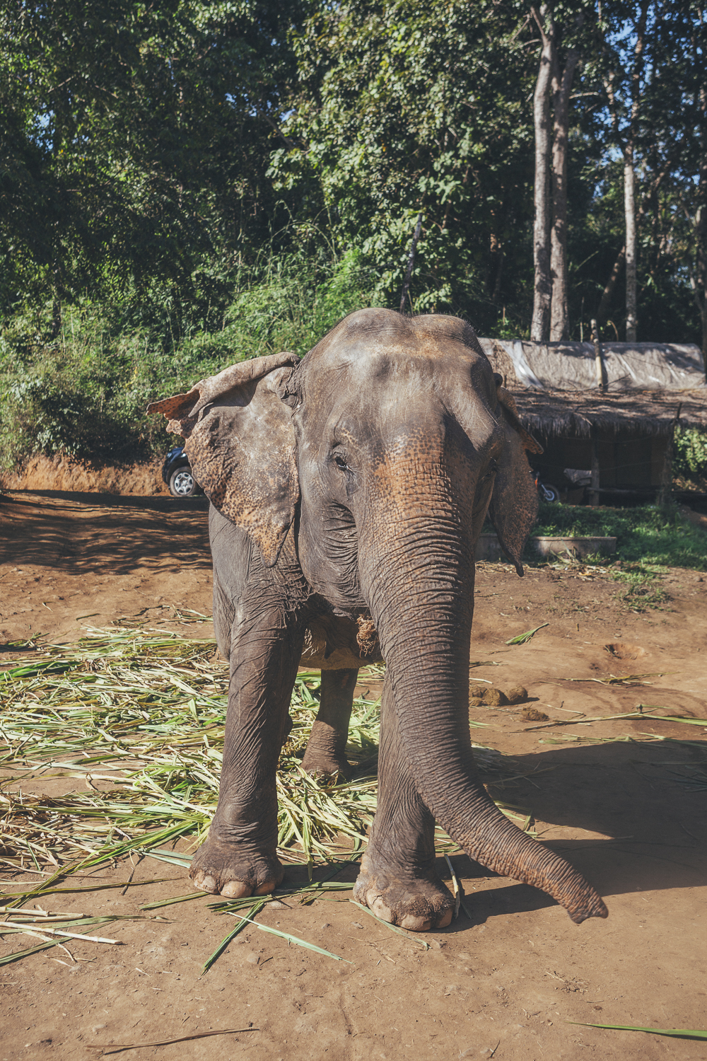 Elephant-Sanctuary-Chinag-Mai_-4 A day well spent at the Elephant Sanctuary Chiang Mai