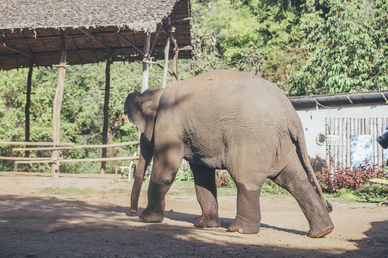 Elephant-Sanctuary-Chinag-Mai_ A day well spent at the Elephant Sanctuary Chiang Mai