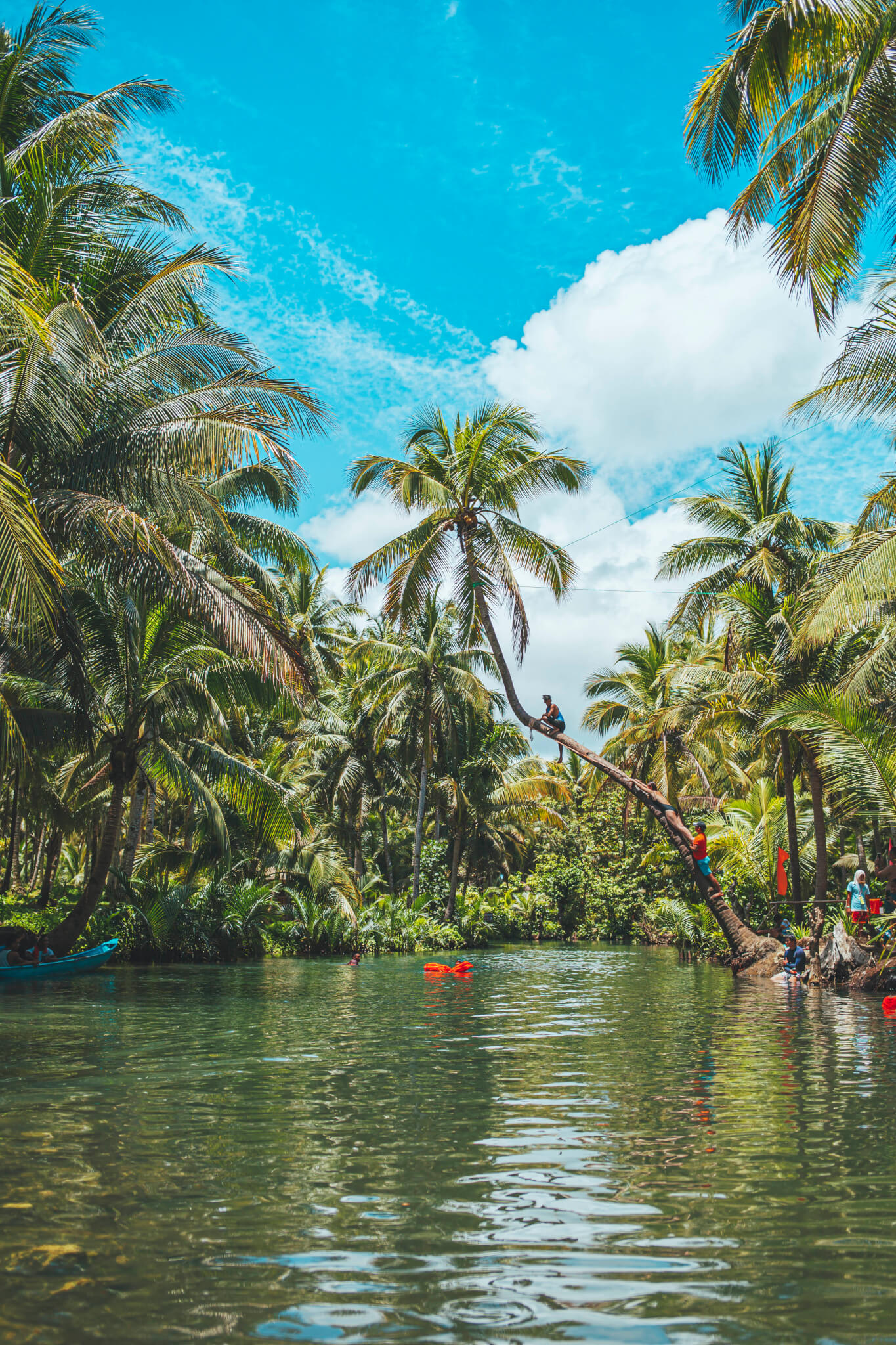 Bent coconut tree over the Maasin river