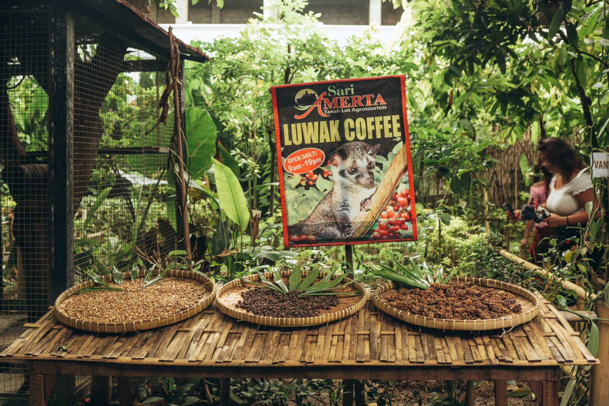 Luwak Coffee Plantation